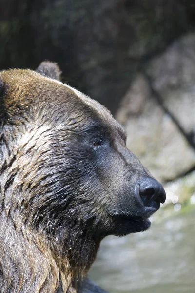 Urso Floresta — Fotografia de Stock