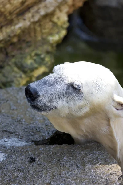 Πολική Αρκούδα Στην Άγρια Φύση — Φωτογραφία Αρχείου