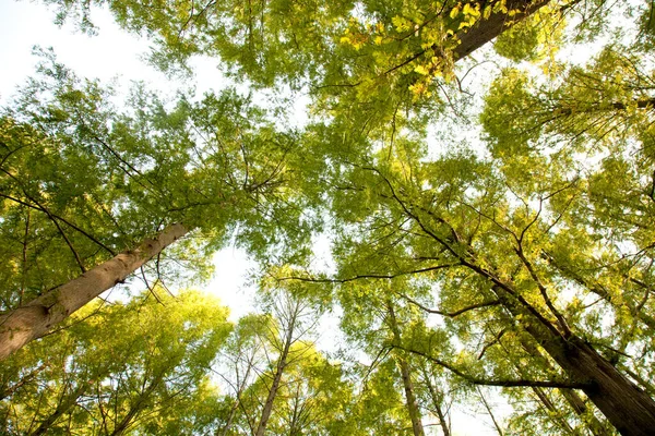Вид Знизу Листяні Дерева Сонячному Світлі — стокове фото