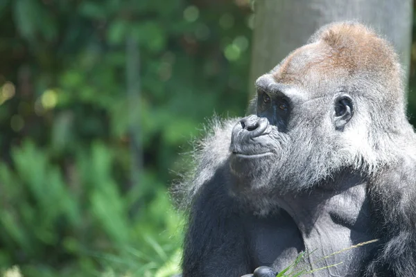Cerca Retrato Gorila Zoológico — Foto de Stock