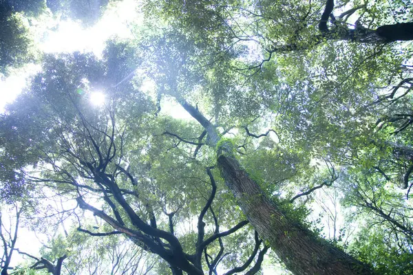 Красивий Вид Ліс Зеленим Листям — стокове фото