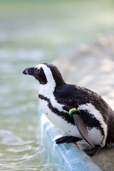 Pingüino Zoológico —  Fotos de Stock