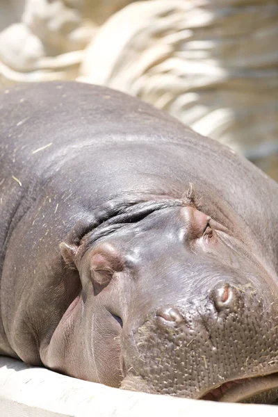 Perto Hipopótamo Zoológico — Fotografia de Stock
