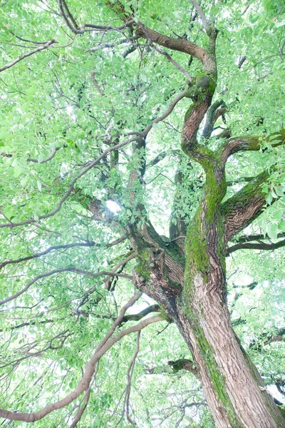 Tree Park Green Leaves — Stock Photo, Image