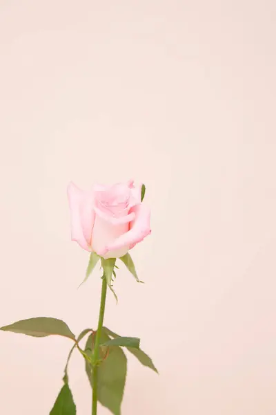 パステルカラーのピンクの花 ヴィンテージスタイル — ストック写真