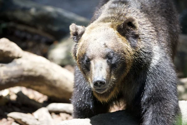 Дикий Ведмідь Лісі — стокове фото