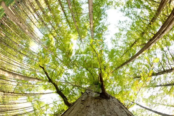 Bottom View Leafy Trees Sunlight — Stock Photo, Image