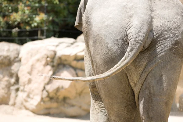 Elefante Zoológico —  Fotos de Stock