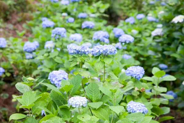 Blauwe Hortensia Bloemen Tuin Achtergrond Close — Stockfoto