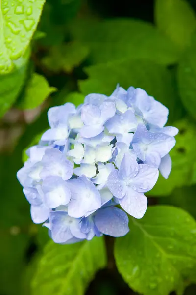 Fleurs Hortensia Bleu Dans Jardin Sur Fond Gros Plan — Photo