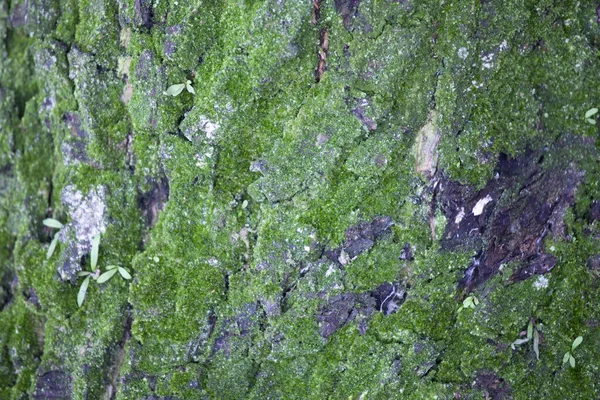 Textura Musgo Verde Macro — Fotografia de Stock
