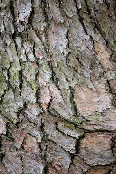 Baumrinde Textur Hintergrund Braunes Holz — Stockfoto