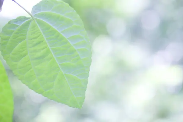 Baum Park Mit Grünen Blättern — Stockfoto