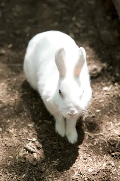 花园里的白兔 — 图库照片