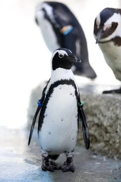 動物園のペンギンは — ストック写真