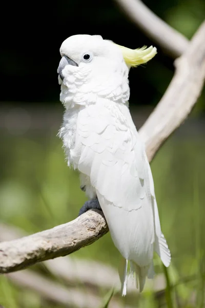 앵무새의 초상화 서식지에있는 앵무새 — 스톡 사진
