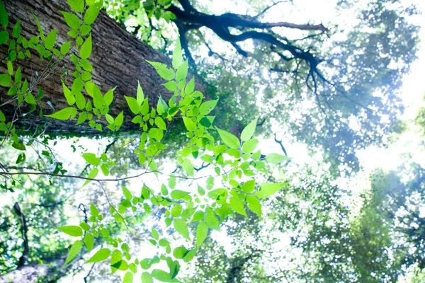 Зеленые Листья Дереве Фон — стоковое фото