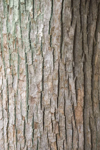 Árvore Tronco Textura Fundo Tiro Com Casca Marrom Natural — Fotografia de Stock