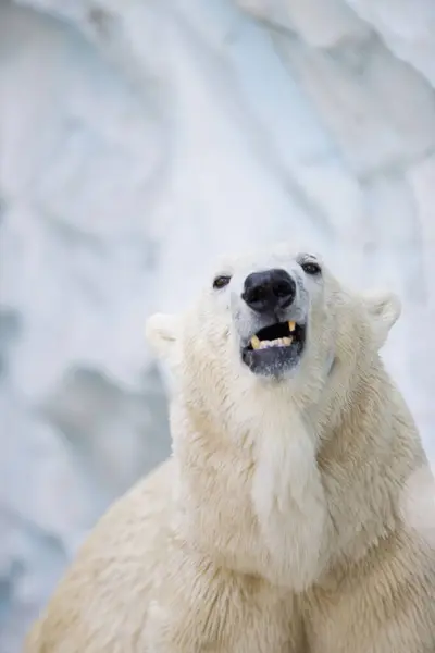 Πολική Αρκούδα Στο Χιόνι — Φωτογραφία Αρχείου