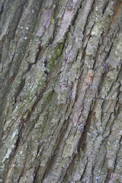 Fundo Textura Uma Casca Árvore Abstrata — Fotografia de Stock