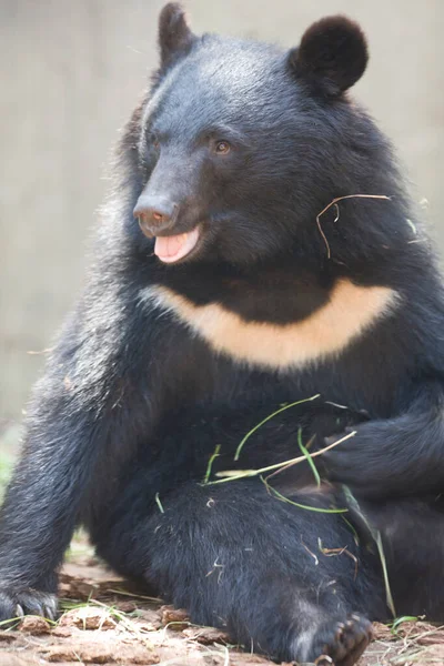 Αρκούδα Στο Ζωολογικό Κήπο — Φωτογραφία Αρχείου