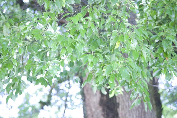 緑の葉が付いている公園の木 — ストック写真