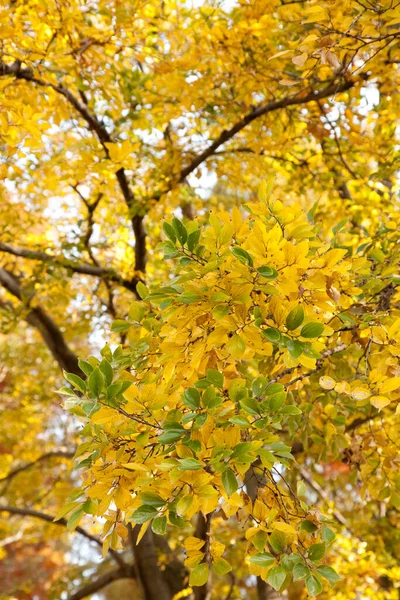 日光の下の葉の木の下のビュー — ストック写真