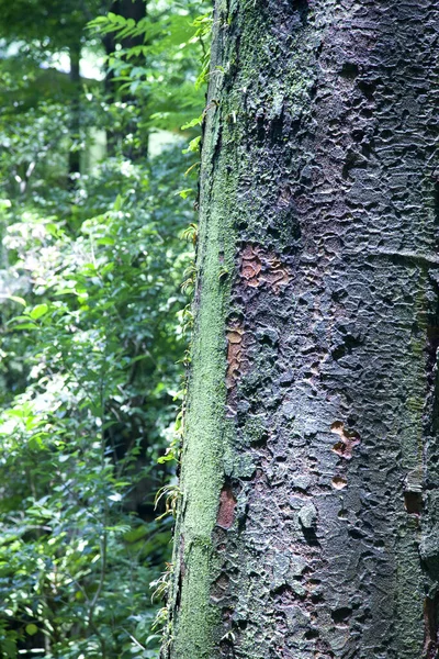 Árvore Parque Com Folhas Verdes — Fotografia de Stock