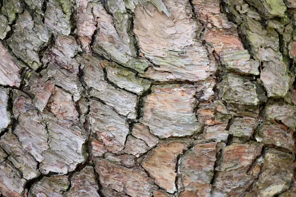 Árvore Velha Casca Textura Fundo Textura Natural — Fotografia de Stock