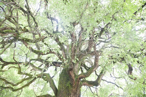 Tree Park Green Leaves — Stock Photo, Image
