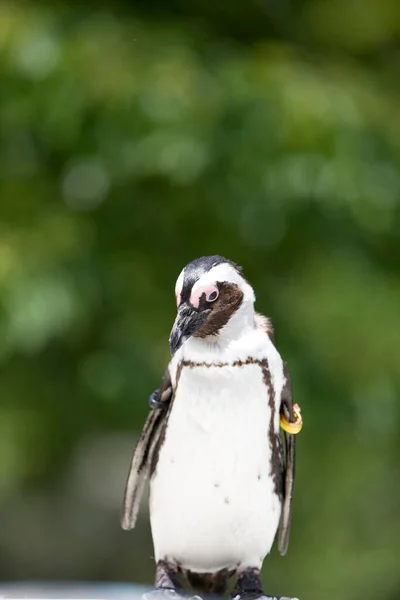 公園にいるペンギンは — ストック写真