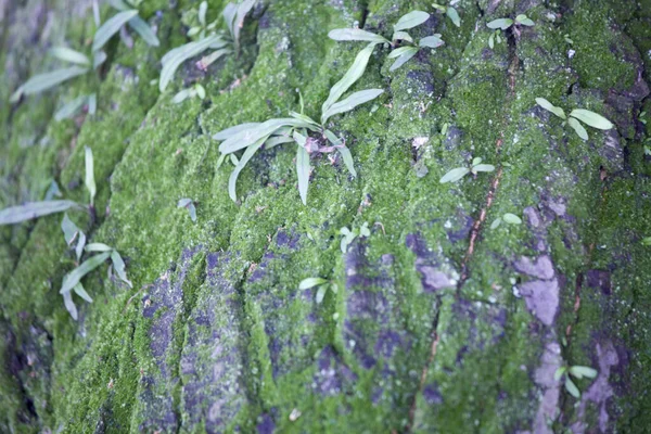 Musgo Verde Casca Uma Árvore — Fotografia de Stock