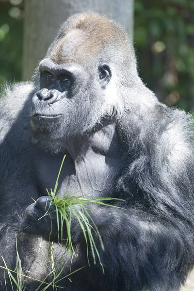 Portrait Western Black Gorilla — Stock Photo, Image