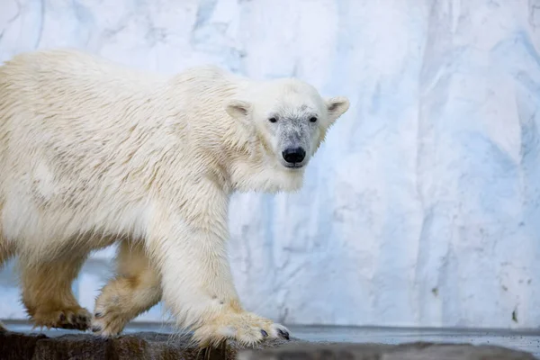 Πολική Αρκούδα Στο Νερό — Φωτογραφία Αρχείου