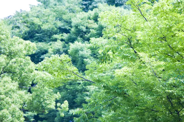 木の上の緑の葉背景 — ストック写真