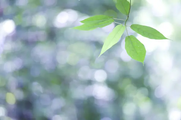 Grüne Blätter Baum Hintergrund — Stockfoto