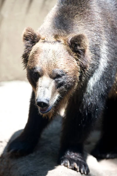 Портрет Черного Медведя — стоковое фото