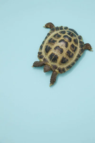 Tartaruga Pequena Fechar — Fotografia de Stock