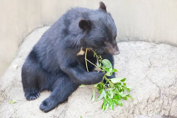 Fekete Medve Állatkertben — Stock Fotó