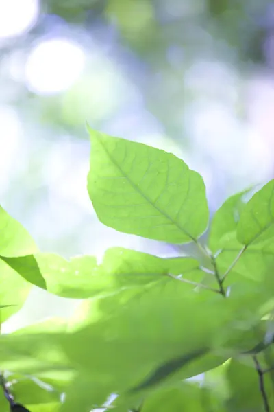 Grüne Blätter Baum Hintergrund — Stockfoto