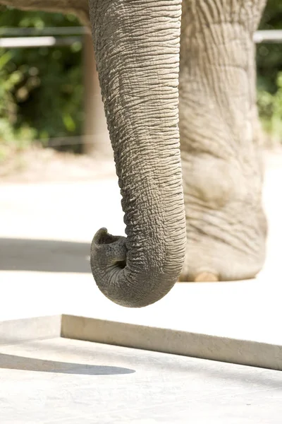 Closeup Shot Beautiful Elephant Park — Stock Photo, Image