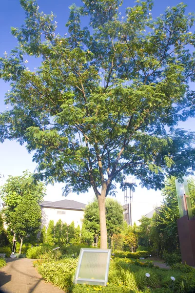 Güneşli Bir Günde Parkta Yeşil Ağaç — Stok fotoğraf