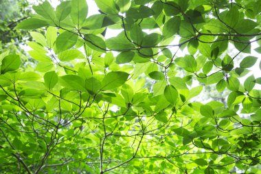 Ormandaki yemyeşil yapraklar