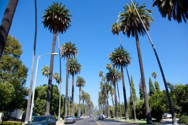 Tropikal Beverly Hills, Los Angeles, Kaliforniya 'da palmiye ağaçları.