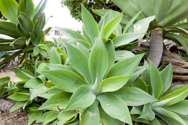 Bahçede yetişen güzel yeşil bitkilerin yakın görüntüsü