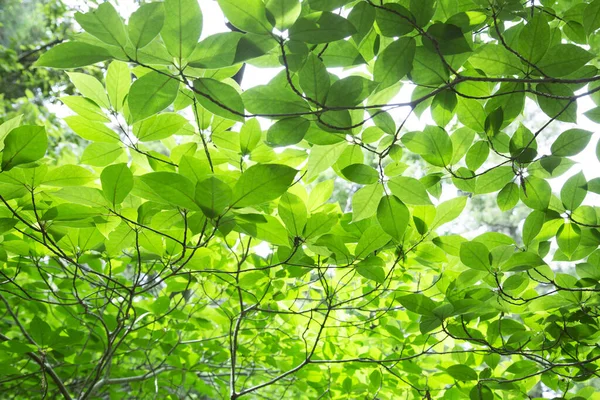 Ormandaki yemyeşil yapraklar