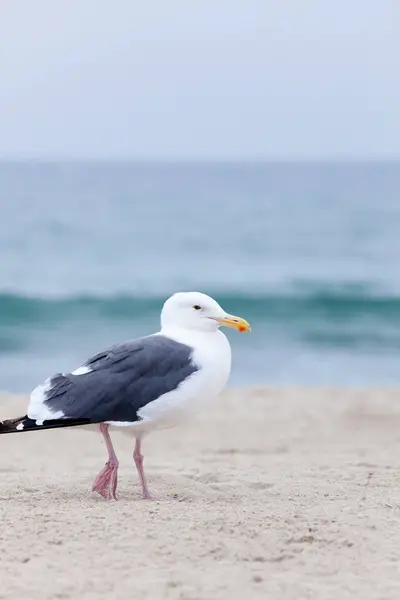 White Seagull Walking Beach — Stock Photo, Image