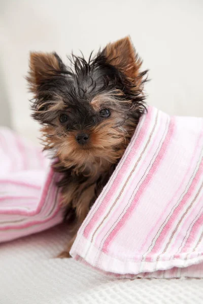 用粉红毛巾包裹的约克郡小狗可爱的小狗 — 图库照片