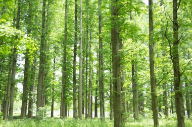 Güzel yeşil park Uzun ağaçlarla