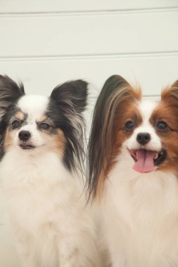 İki sevimli papillon köpeğin portresi. 